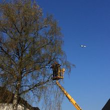 Mau und Mau Gartenbau und Landschaftsbau Baumpflege