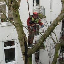 Mau und Mau Gartenbau und Landschaftsbau Baumpflege