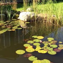 Mau und Mau Gartenbau und Landschaftsbau Baumpflege